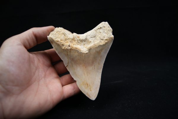 Megalodon de 12 cm con sierra destacada