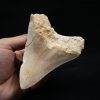 Megalodon de 12 cm con sierra destacada