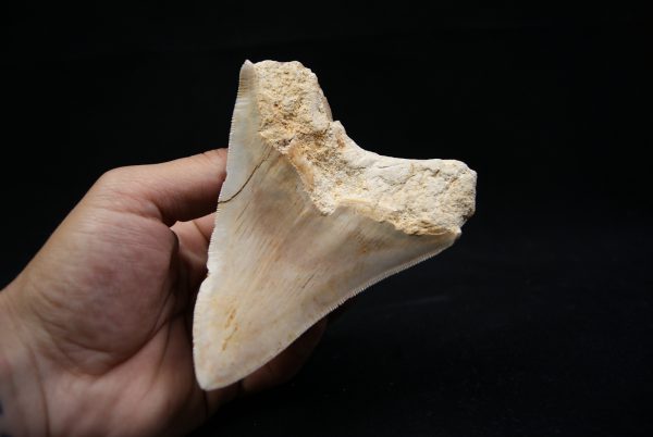 Megalodon de 12 cm con sierra destacada