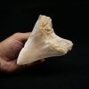 Megalodon de 12 cm con sierra destacada
