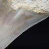 Megalodon de 12 cm con sierra destacada