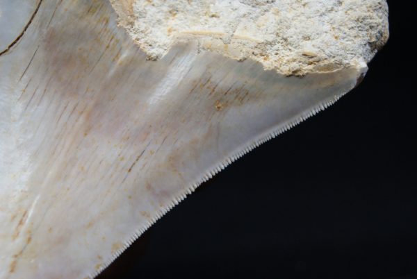 Megalodon de 12 cm con sierra destacada