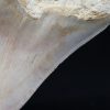 Megalodon de 12 cm con sierra destacada