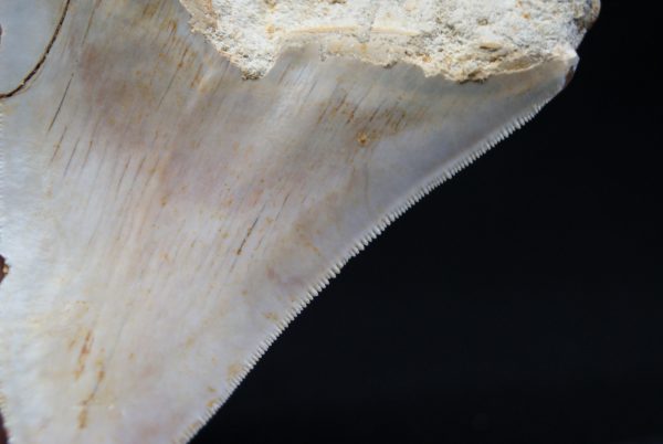 Megalodon de 12 cm con sierra destacada