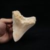 Megalodon de 12 cm con sierra destacada