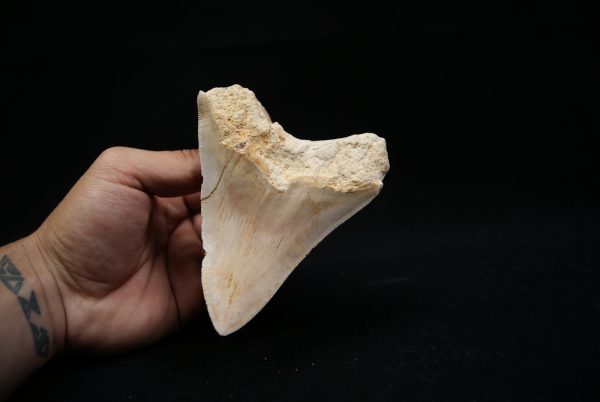 Megalodon de 12 cm con sierra destacada