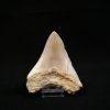 Megalodon de 12 cm con sierra destacada