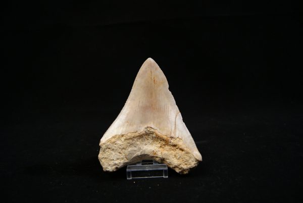 Megalodon de 12 cm con sierra destacada