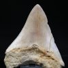 Megalodon de 12 cm con sierra destacada