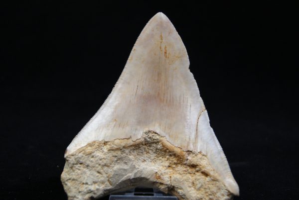 Megalodon de 12 cm con sierra destacada