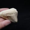 Diente de Megalodon