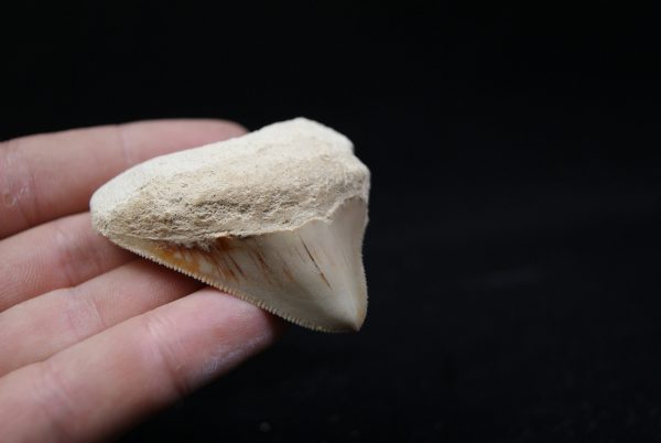 Diente de Megalodon