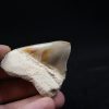 Diente de Megalodon