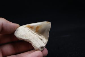 Diente de Megalodon