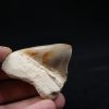 Diente de Megalodon