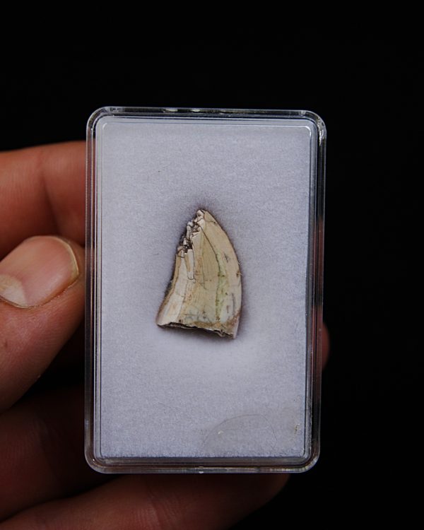 Afrovenator abakensis