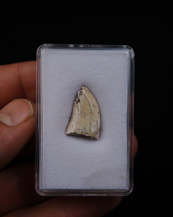 Afrovenator abakensis