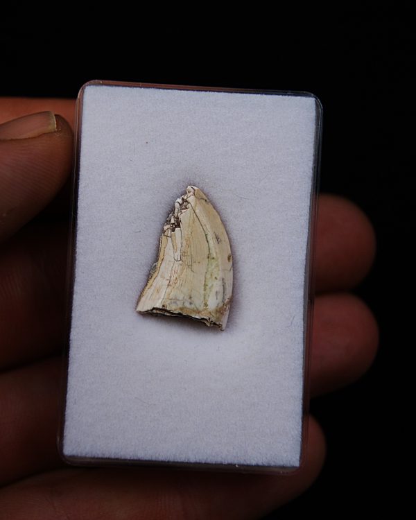 Afrovenator abakensis