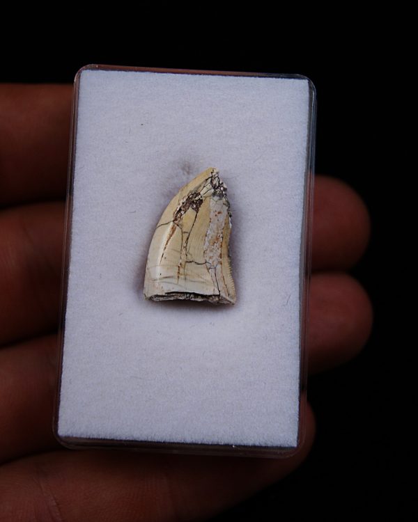 Afrovenator abakensis