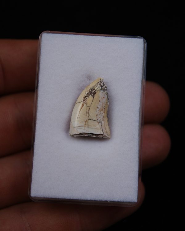 Afrovenator abakensis
