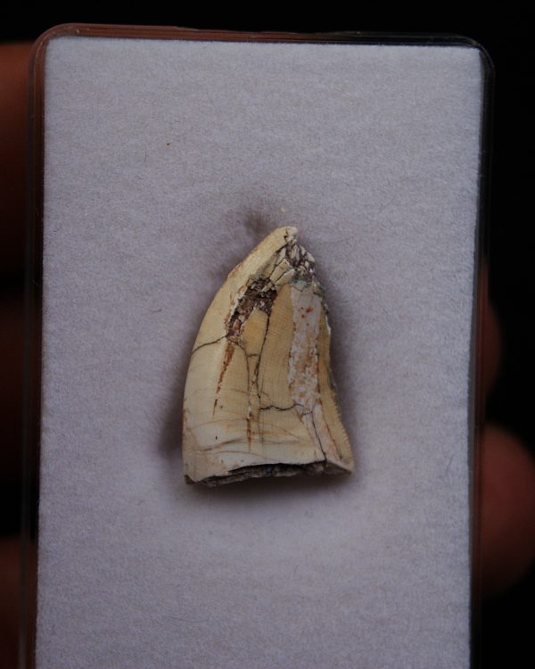 Afrovenator abakensis