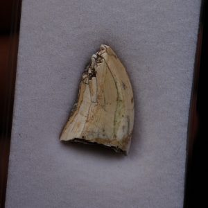Afrovenator abakensis