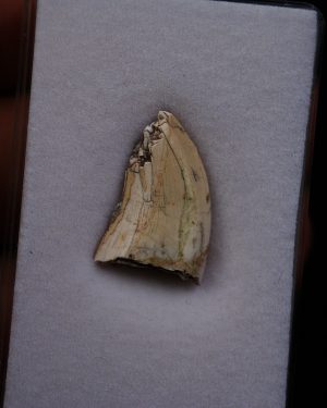 Afrovenator abakensis