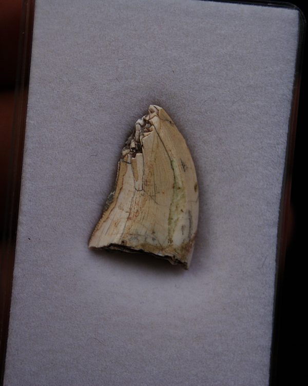 Afrovenator abakensis