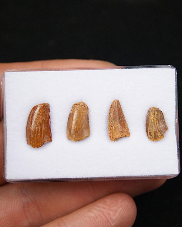 Dientes de raptor
