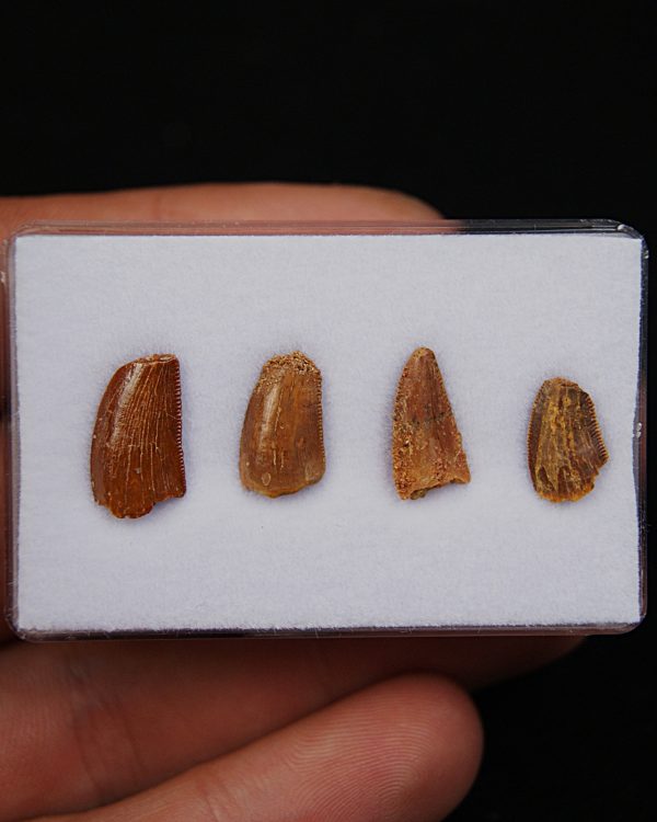 Dientes de raptor