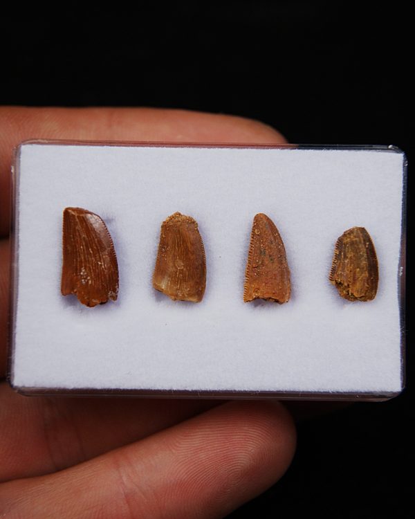 Dientes de raptor