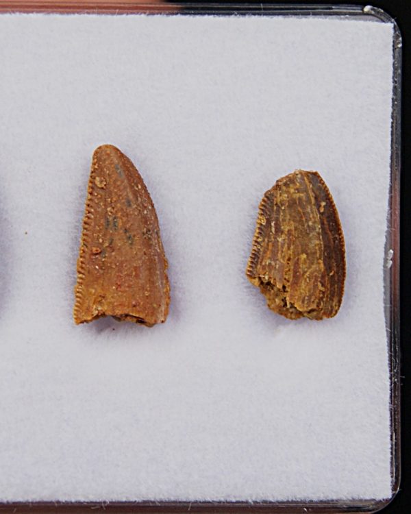 Dientes de raptor