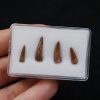 Colección de dientes de cocodrilo
