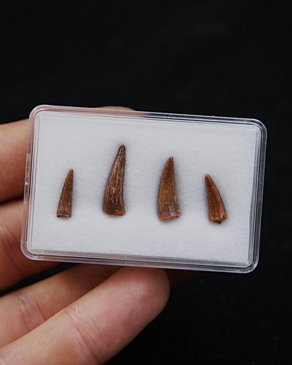 Colección de dientes de cocodrilo
