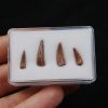 Colección de dientes de cocodrilo