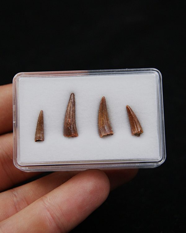 Colección de dientes de cocodrilo