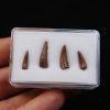 Colección de dientes de cocodrilo