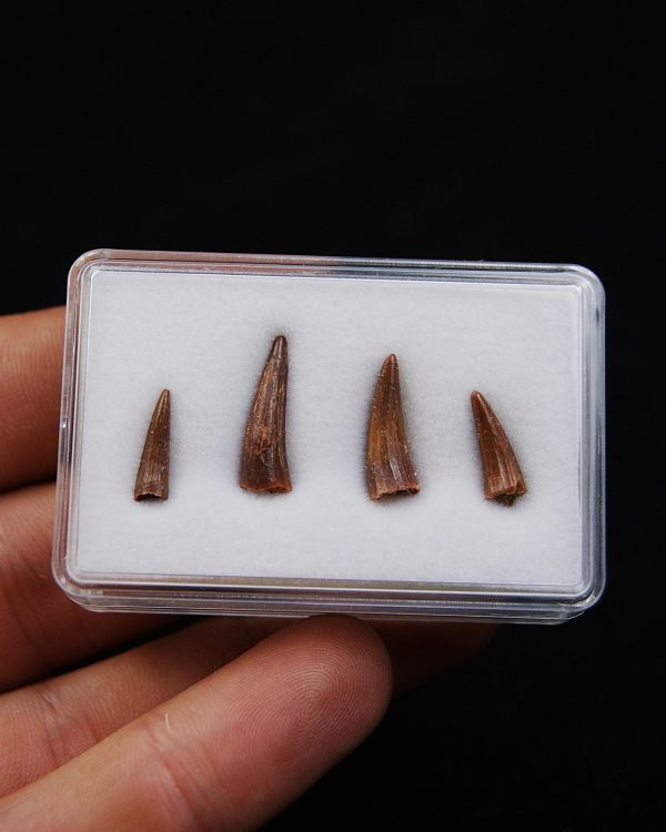 Colección de dientes de cocodrilo