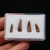 Colección de dientes de cocodrilo