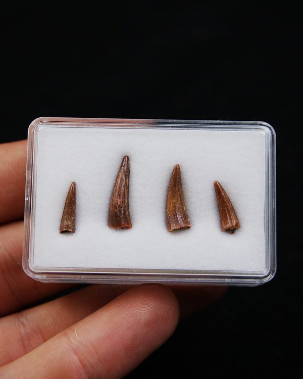 Colección de dientes de cocodrilo