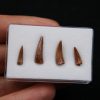 Colección de dientes de cocodrilo