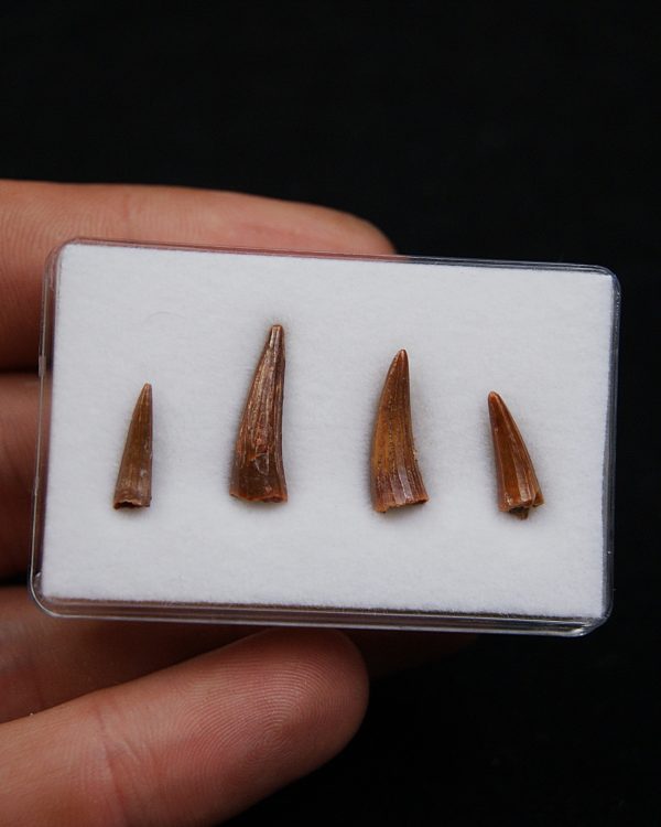 Colección de dientes de cocodrilo