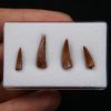 Colección de dientes de cocodrilo