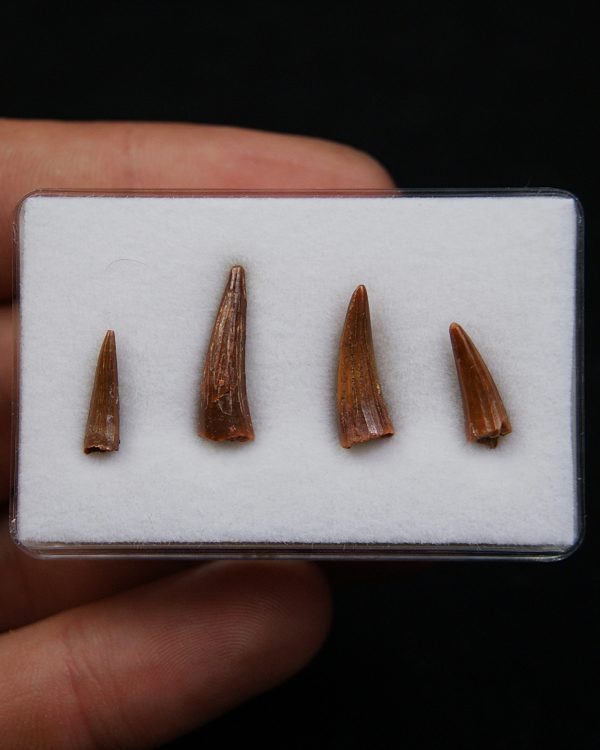 Colección de dientes de cocodrilo