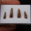 Colección de dientes de cocodrilo