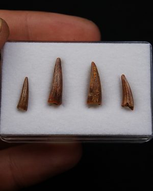 Colección de dientes de cocodrilo