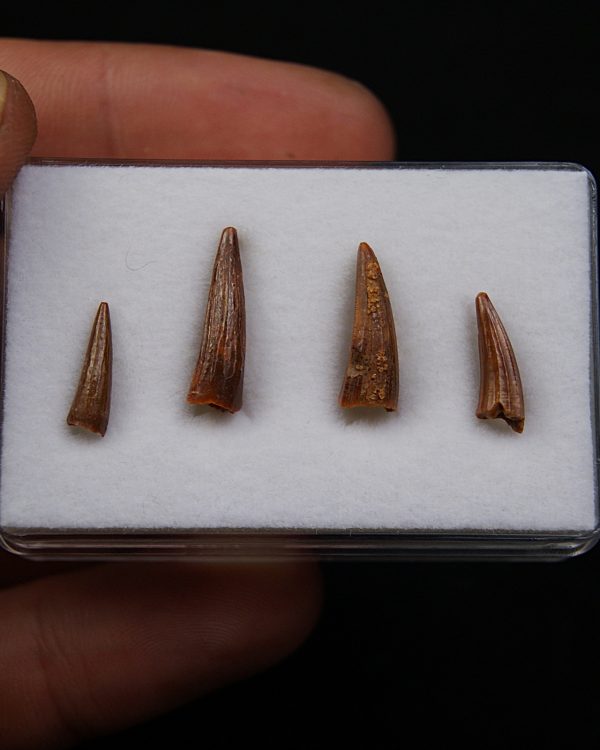 Colección de dientes de cocodrilo