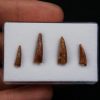 Colección de dientes de cocodrilo