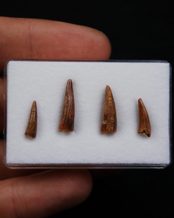 Colección de dientes de cocodrilo