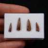 Colección de dientes de cocodrilo